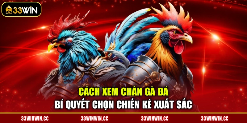Cách Xem Chân Gà Đá - Bí Quyết Chọn Chiến Kê Xuất Sắc