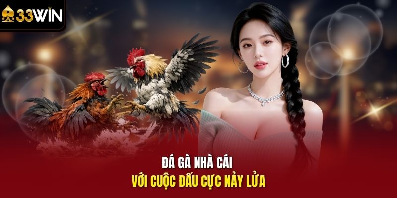 Đá gà nhà cái với cuộc đấu cực nảy lửa
